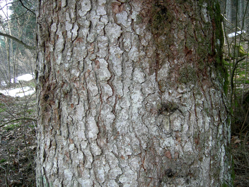 Monumento vegetale: Abete bianco (Selva di Sopramonte-TN)