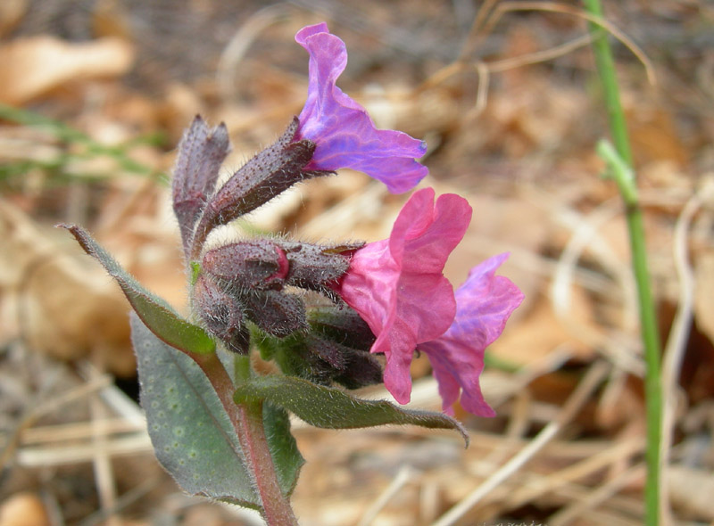 Pulmonaria cfr. officinalis