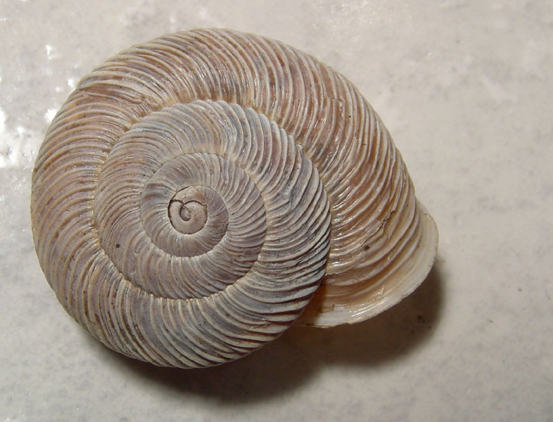 Chilostoma cingulatum gobanzi (BS)