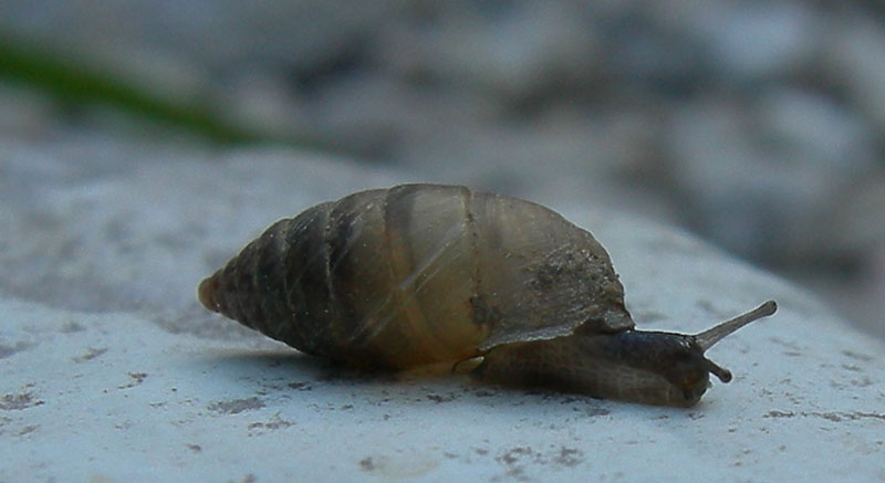 Granaria illyrica (Rossmssler, 1837)  in Val Gole (TN)