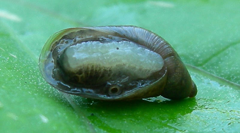 Oxyloma sp.  a Virti di Folgaria (TN)