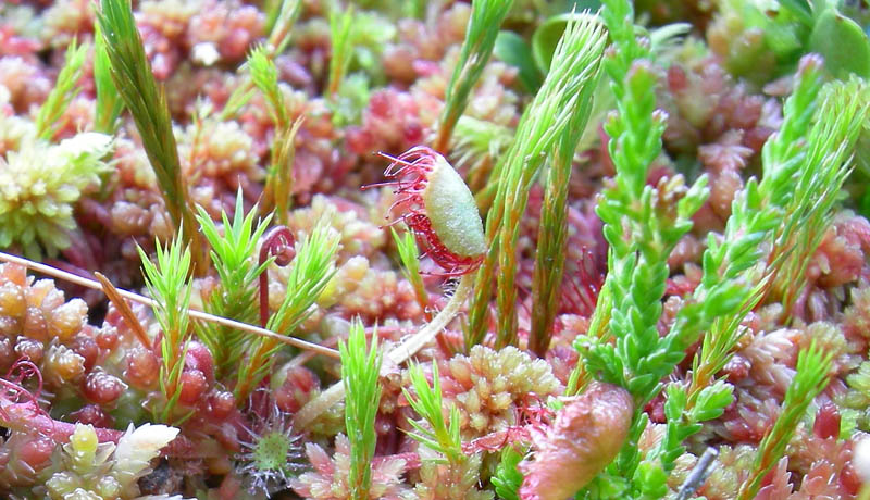 Drosera rotundifolia.....e suo habitat (Trentino)