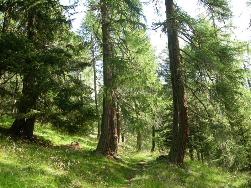 Cimon di Busa della Neve  m. 2574.......escursione