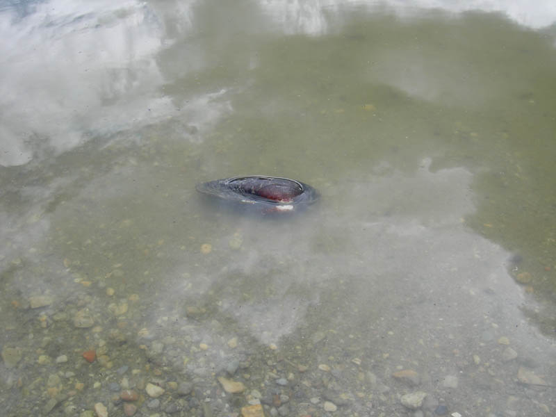 chiocciole varie........Terlago