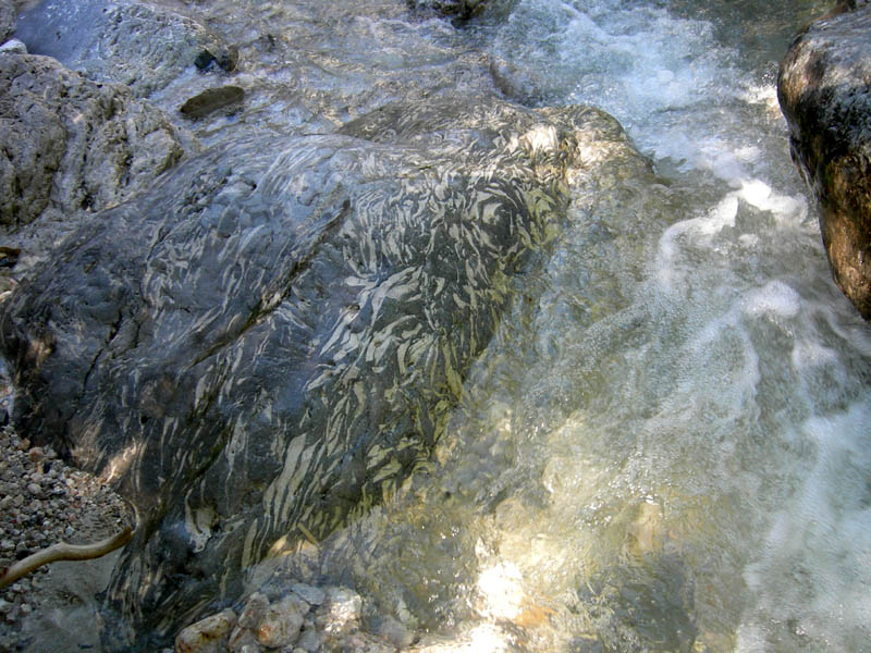 calcari a Lithiotis del Lias (Giurassico)