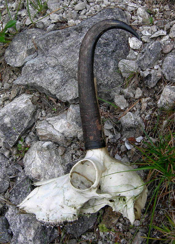 Cranio: Camoscio