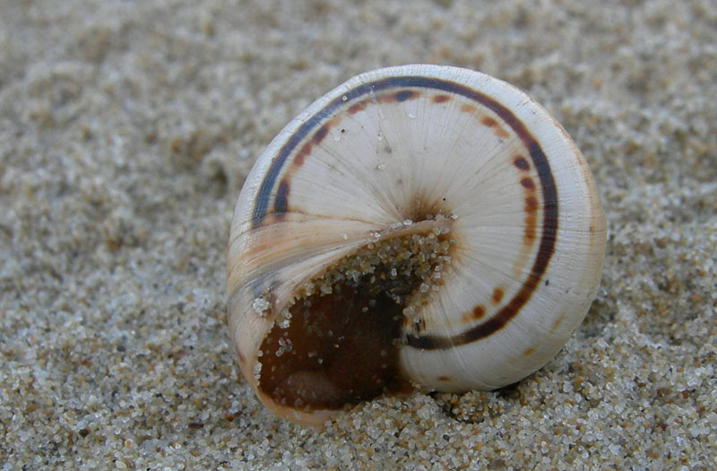 inizio spiaggia....(PE) (Theba pisana)