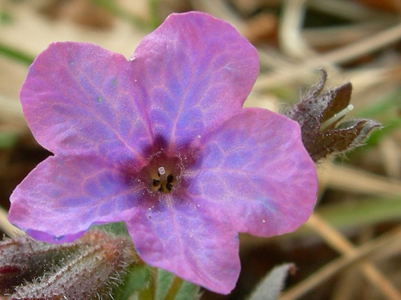 Pulmonaria cfr. officinalis