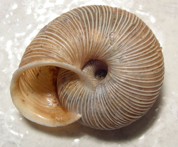 Chilostoma cingulatum gobanzi (BS)