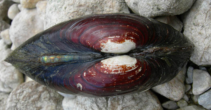 chiocciole varie........Terlago