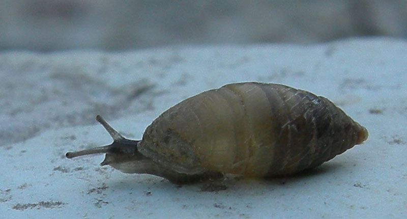 Granaria illyrica (Rossmssler, 1837)  in Val Gole (TN)