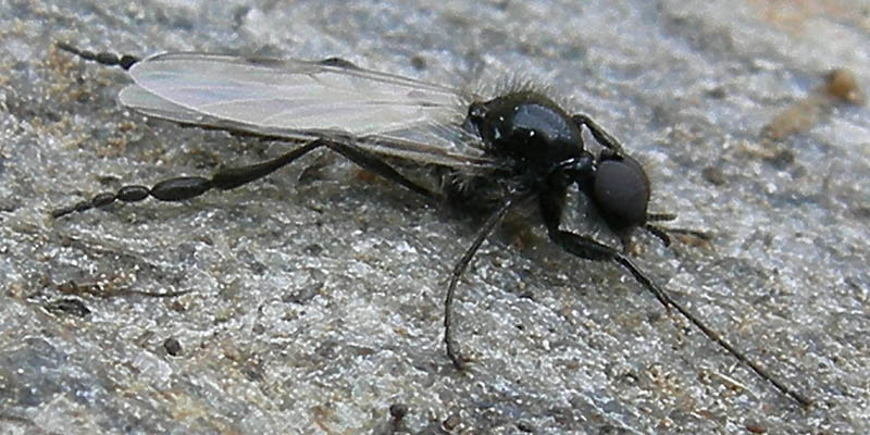 Bibio clavipes (Bibionidae)