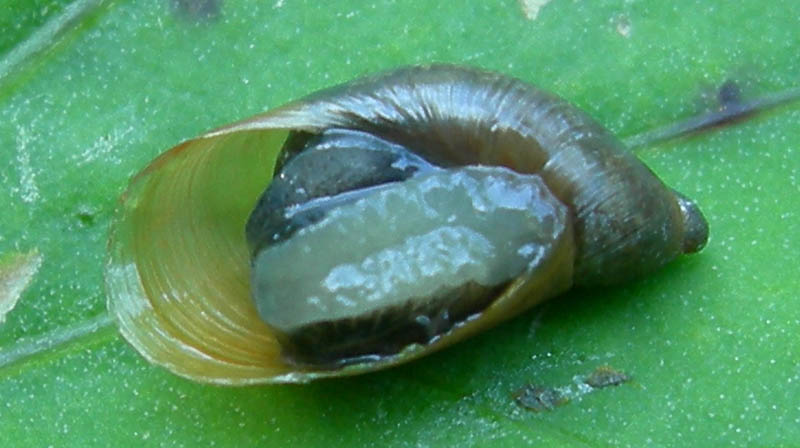 Oxyloma sp.  a Virti di Folgaria (TN)