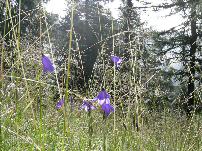 Cimon di Busa della Neve  m. 2574.......escursione