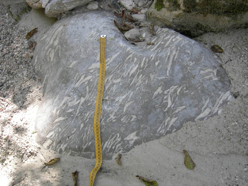 calcari a Lithiotis del Lias (Giurassico)