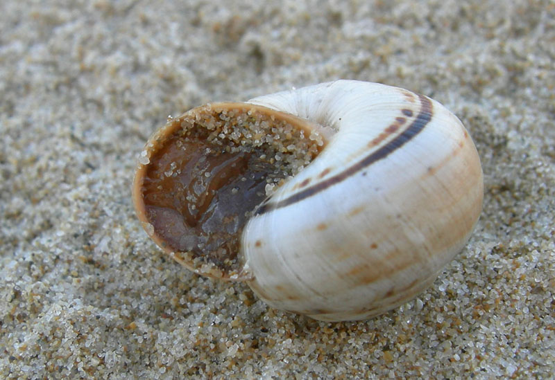 inizio spiaggia....(PE) (Theba pisana)