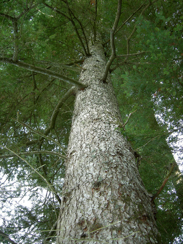 Monumento vegetale: Abete bianco (Selva di Sopramonte-TN)
