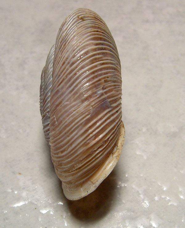 Chilostoma cingulatum gobanzi (BS)