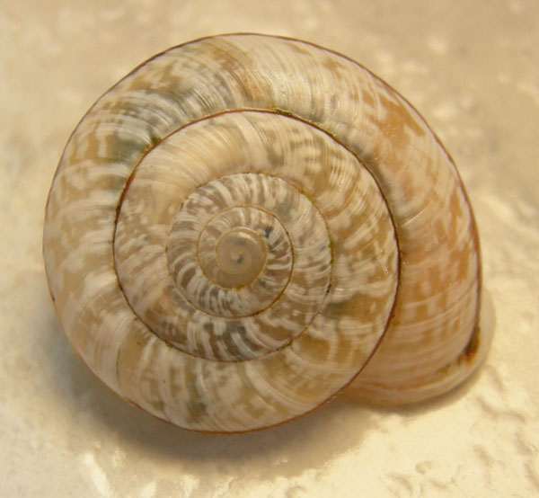 quale Chilostoma ?....Capovalle (BS)