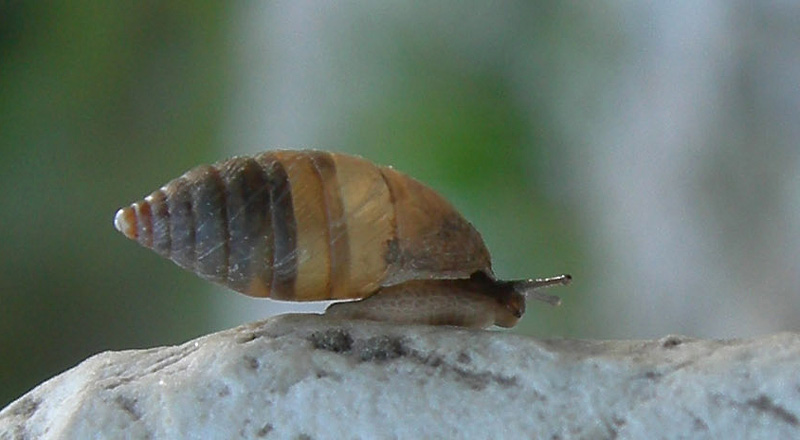 Granaria illyrica (Rossmssler, 1837)  in Val Gole (TN)