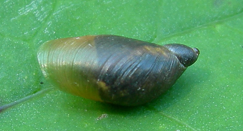 Oxyloma sp.  a Virti di Folgaria (TN)