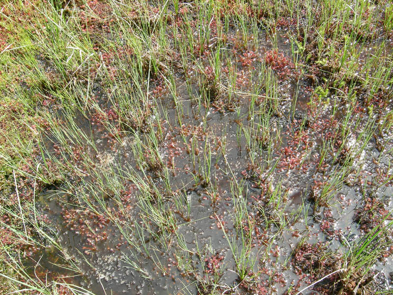 Drosera rotundifolia.....e suo habitat (Trentino)