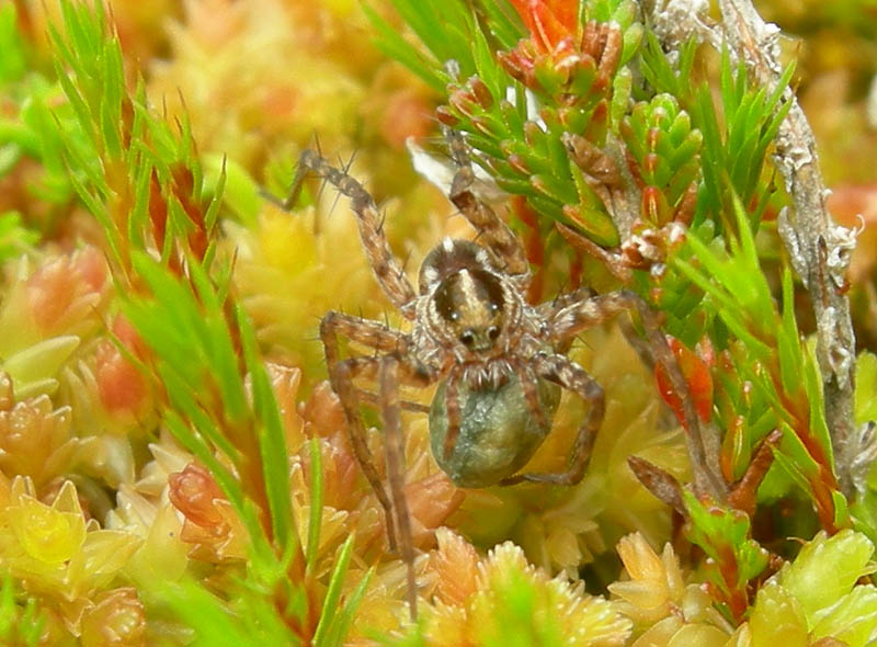 Pardosa sp. con  
