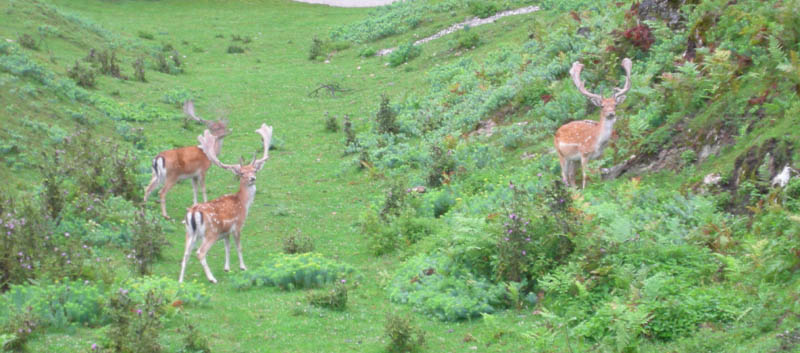 Carinzia (Austria)....a  