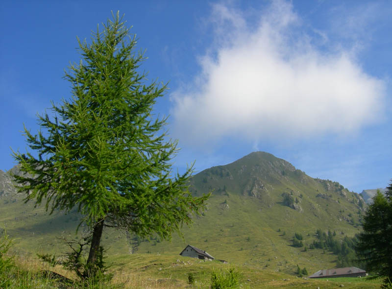 Cimon di Busa della Neve  m. 2574.......escursione