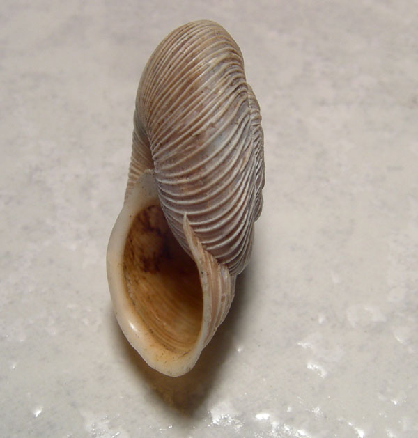 Chilostoma cingulatum gobanzi (BS)