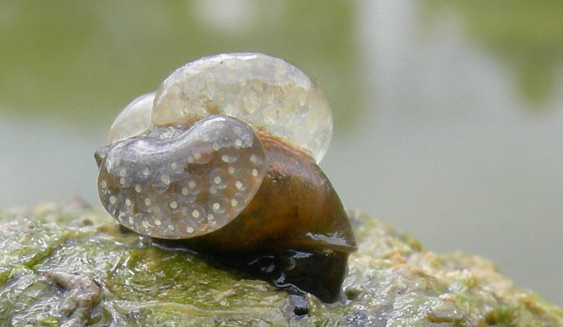 chiocciole varie........Terlago