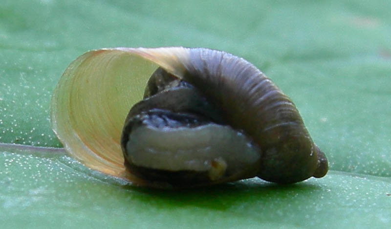 Oxyloma sp.  a Virti di Folgaria (TN)