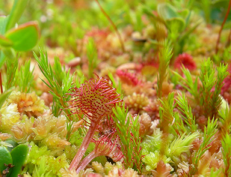 Drosera rotundifolia.....e suo habitat (Trentino)