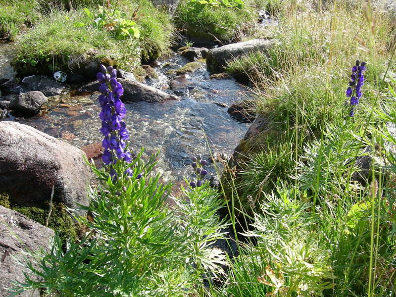 Cimon di Busa della Neve  m. 2574.......escursione