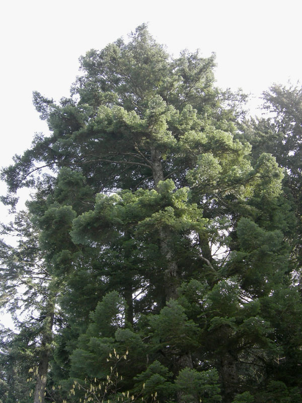 Monumento vegetale: Abete bianco (Selva di Sopramonte-TN)