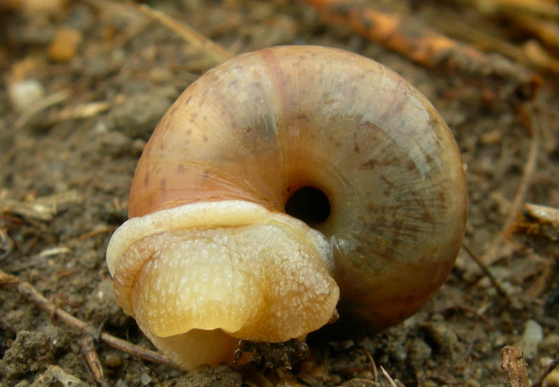 un 