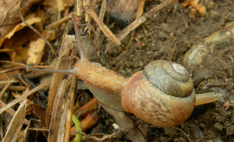 un 