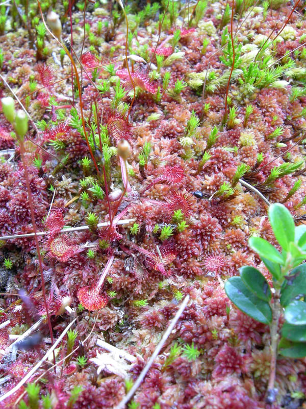Drosera rotundifolia.....e suo habitat (Trentino)
