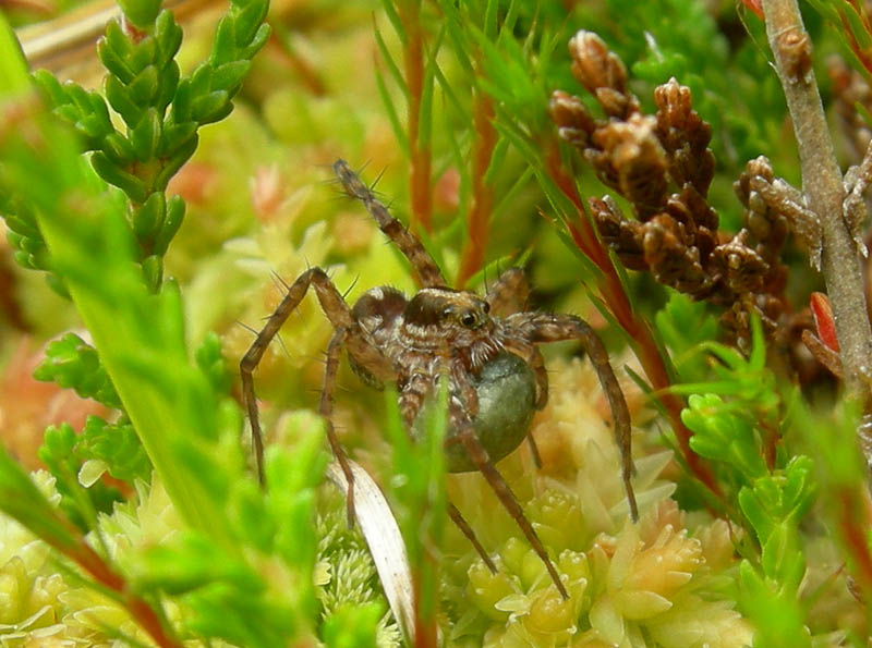 Pardosa sp. con  