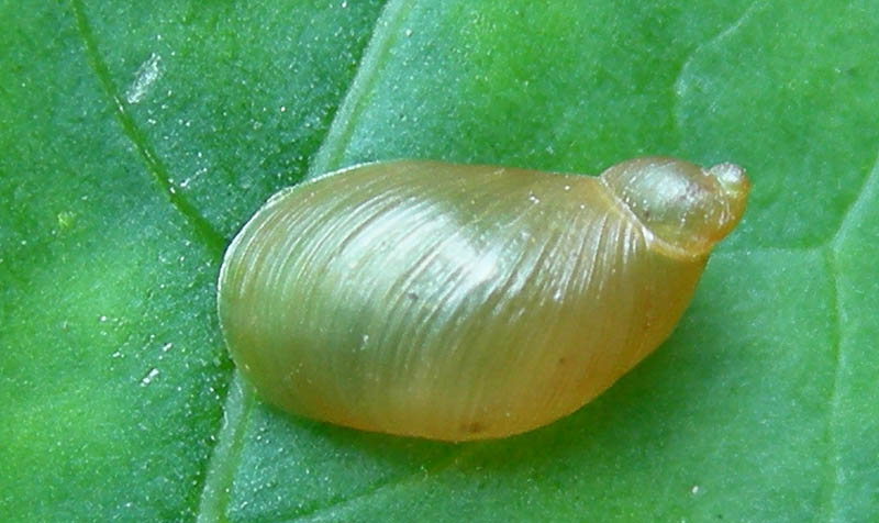 Oxyloma sp.  a Virti di Folgaria (TN)