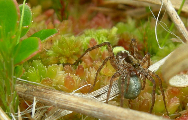 Pardosa sp. con  