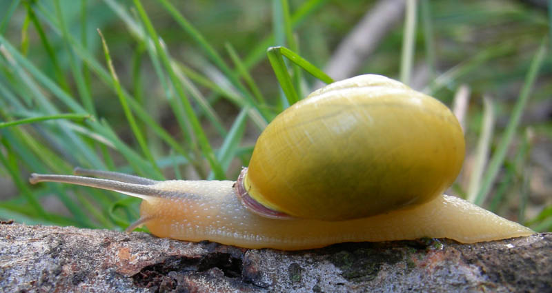 chiocciole varie........Terlago