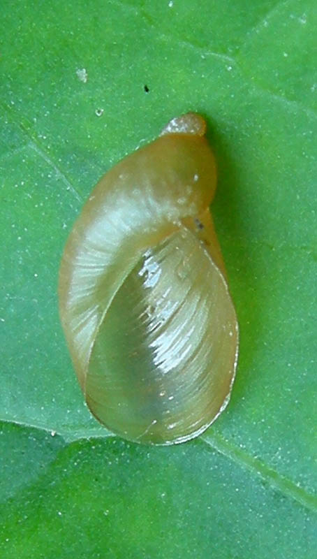 Oxyloma sp.  a Virti di Folgaria (TN)