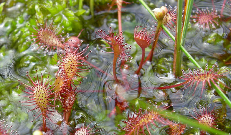 Drosera rotundifolia.....e suo habitat (Trentino)