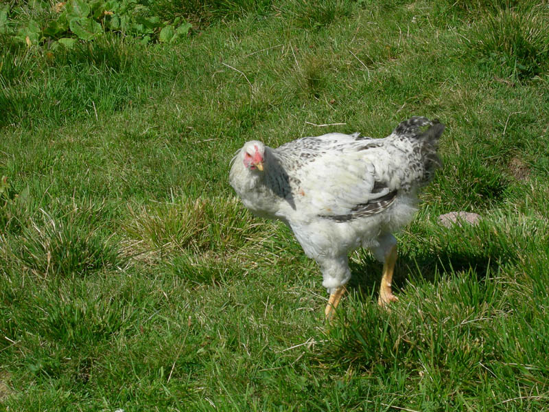 Cimon di Busa della Neve  m. 2574.......escursione