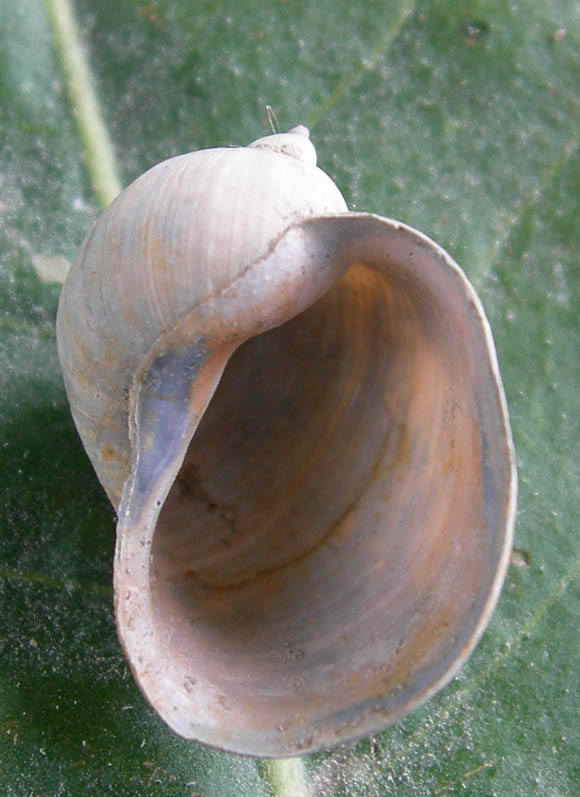 chiocciole varie........Terlago