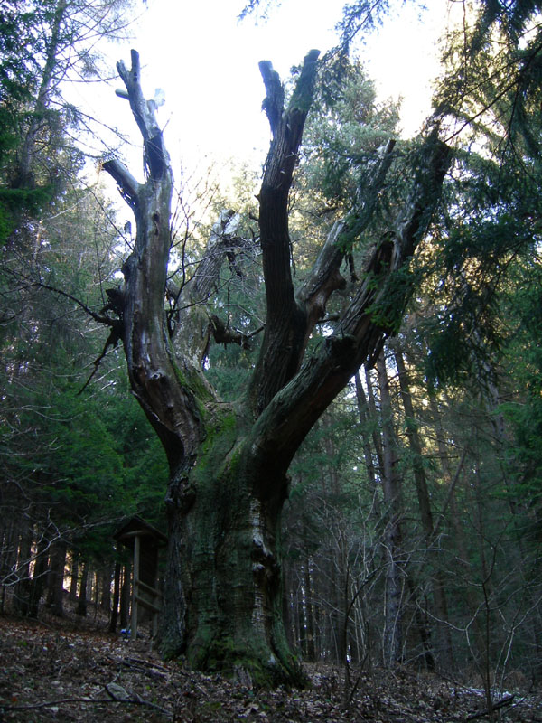 Monumento vegetale: Castagno (Sardagna - TN)