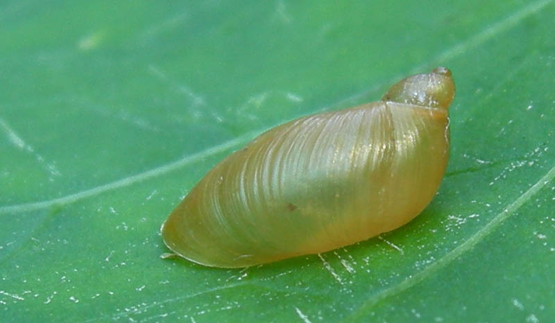 Oxyloma sp.  a Virti di Folgaria (TN)