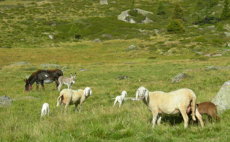 Cimon di Busa della Neve  m. 2574.......escursione