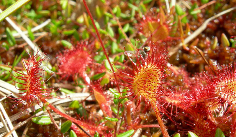 Drosera rotundifolia.....e suo habitat (Trentino)